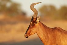 Red Hartebeest Buck With Head Bent Free Stock Photo - Public Domain Pictures