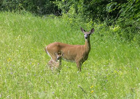 New England Wildlife Photos