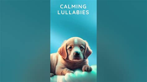 Dog Lullabies for Deep Sleep | Relaxing Music for Dogs and Puppies ...