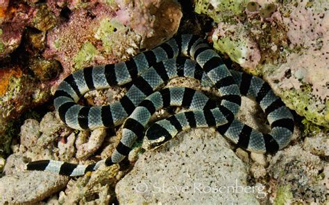 Sea Kraits - Dive Travel Guides