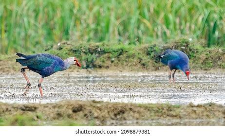 Purple Swamphen Isolated Habitat Stock Photo 2098879381 | Shutterstock