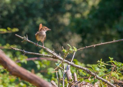 Nightingale stock image. Image of details, passerine - 95034685