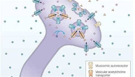 What Does Choline Do for the Body? | Sciencing