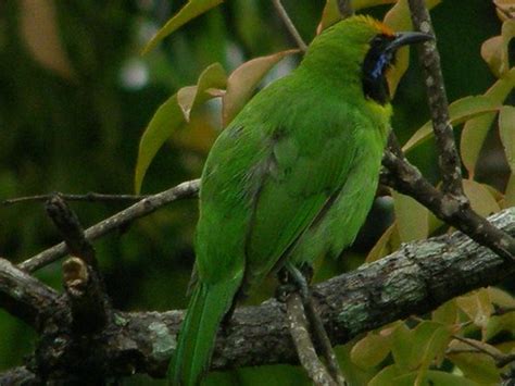 Popat, the bird 2 | Green parrots | suhsumsus | Flickr