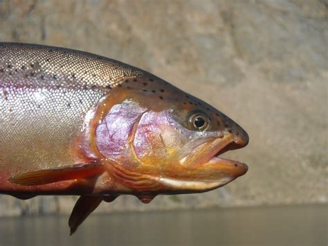 Colorado Fly Fishing Blog: Wind River Range 2010