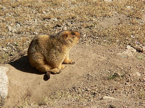 Long-tailed Marmot - Marmota caudata - Birding in India