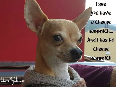 21 Funny Chihuahua Memes - I Love My Chi