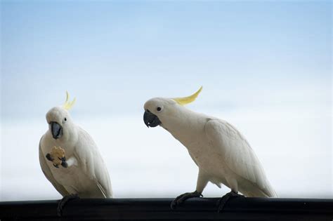 Free Stock Photo 4254 cockatoos eating | freeimageslive