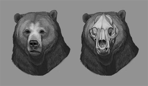 Pin on Bear | Bear art, Bear skull, Bear sketch