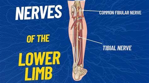 Nerves of the Lower limb - YouTube