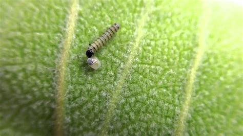 Newly hatched monarch caterpillar eating its eggshell - YouTube