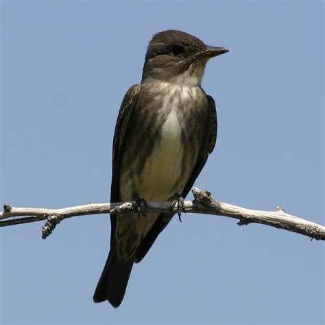 Olive-Sided Flycatcher | Coniferous Forest