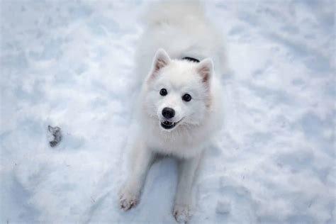 11 Japanese Dog Breeds You Need to Meet | The Dog People by Rover.com