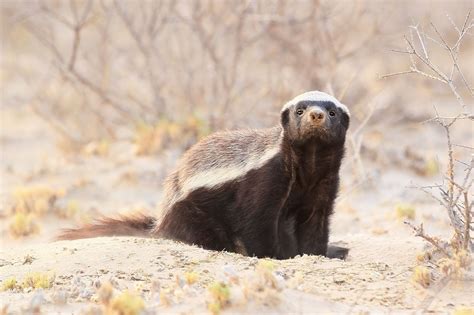 Honey Badger Facts (Mellivora capensis)