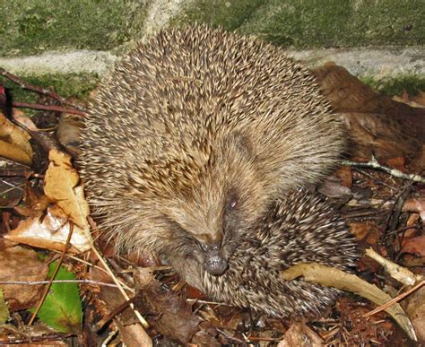 European Hedgehog Breeding Biology - Oestrous & Gestation | Wildlife Online