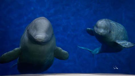 Beluga Whale Sanctuary | Official Website | Buy Tickets Online to Save