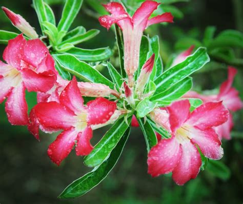 Desert rose stock image. Image of botanic, blooming, bunch - 9732891