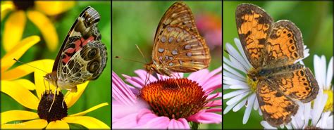 Flower Hill Farm: Flower Hill Farm BUTTERFLIES OF 2011 ~ Favorite White ...