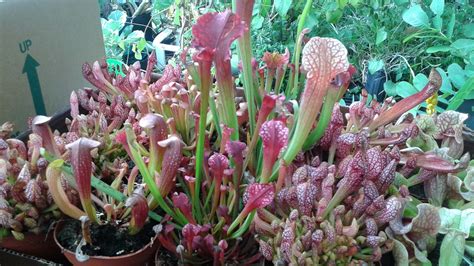 HeyPlantMan! Exotic Tropical Plants from St. Pete FL: Getting Boggy ...