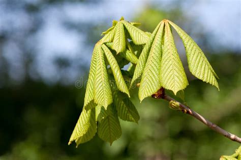 Horse Chestnut tree leaves stock photo. Image of spring - 73089532