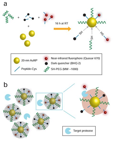 Schematic Of Aqueous Gold Nanoparticle Synthesis Procedure By Modified | My XXX Hot Girl