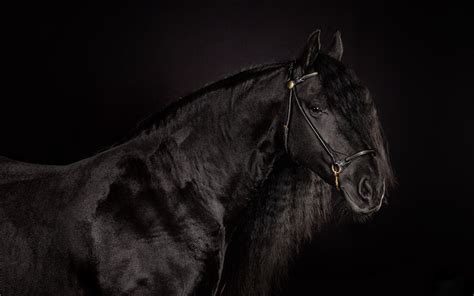 Dark Horse Wallpaper - WallpaperSafari