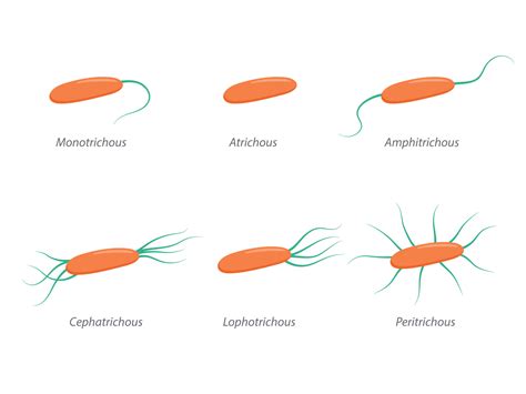 Arrangement of bacterial flagella. Various forms of flagellation with ...