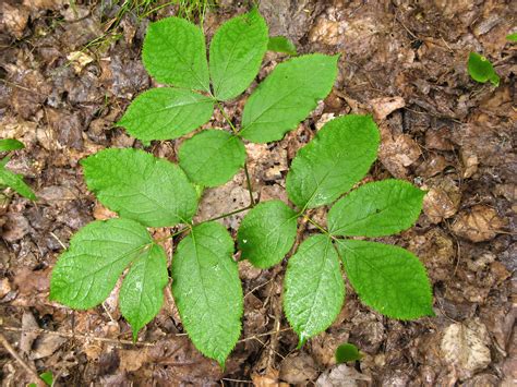 Aralia nudicaulis (wild sarsaparilla): Go Botany