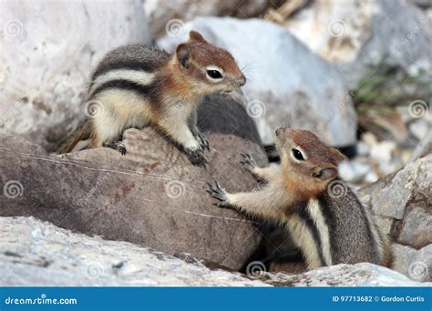 Two chipmunks stock photo. Image of chipmunks, wild, branch - 97713682