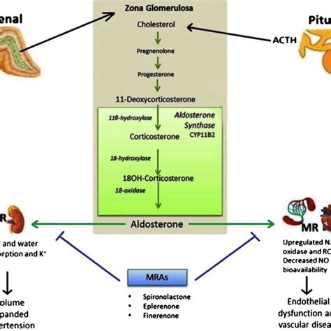 Classical and counter-regulatory RAS pathways and drug targets.... | Download Scientific Diagram