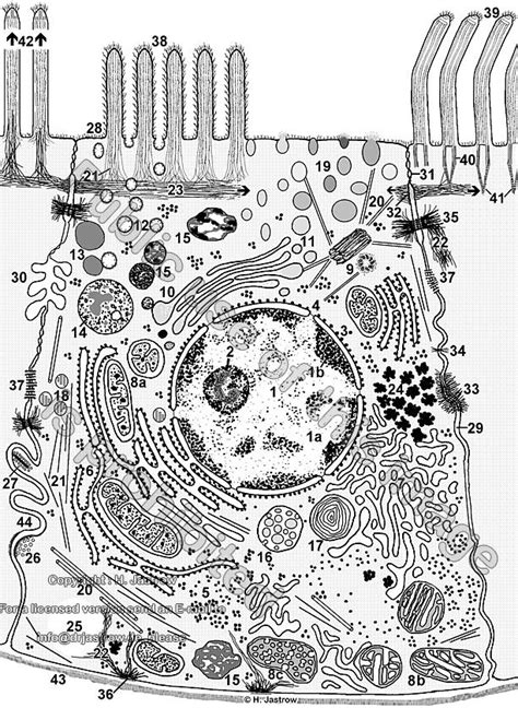 idealised cell Dr.Jastrows electron microscopic atlas