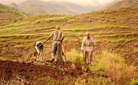 Clear and secure land titles increase agricultural production - The Nordic Africa Institute