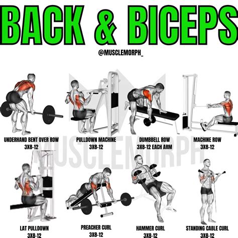 BACK & BICEPS WORKOUT | Back and bicep workout, Biceps workout, Biceps workout at home