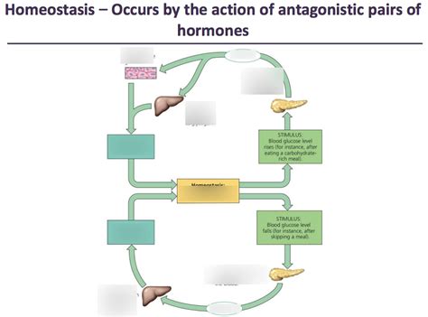 Homeostasis Diagram | Quizlet