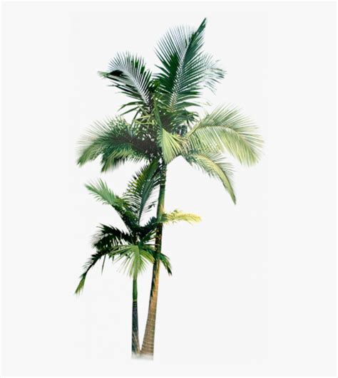 Palm Tree Watercolor Png, Transparent Png - kindpng