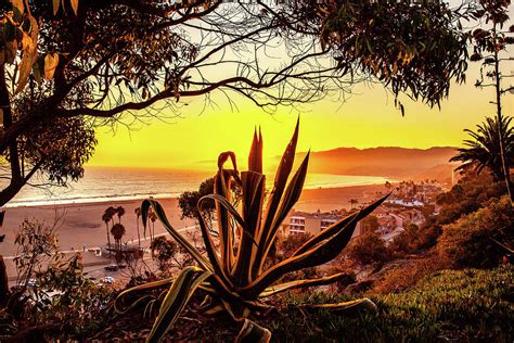 Agave And The Golden Sunset Photograph by Gene Parks | Fine Art America