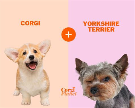 Yorkie Corgi Mix: Everything You Need to Know - Corgi Planet