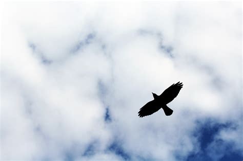 Wallpaper : bird, Flight, sky, silhouette, clouds 5184x3456 - goodfon - 1182817 - HD Wallpapers ...