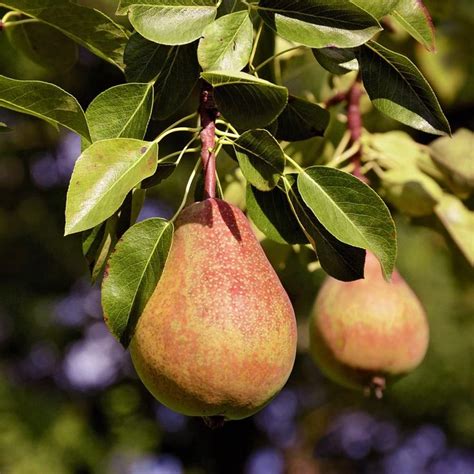 pear tree - Поиск в Google