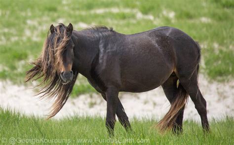 The Wild Horses of Sable Island