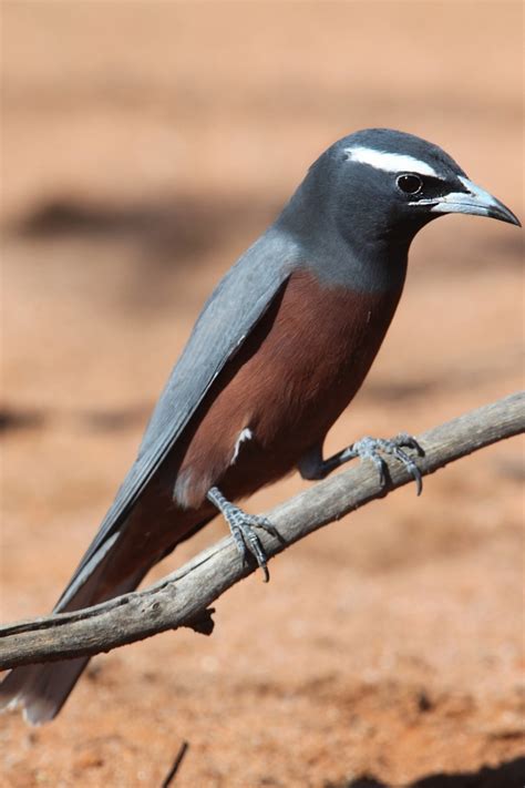 7 desert birds you might spot further south than usual - Good Living