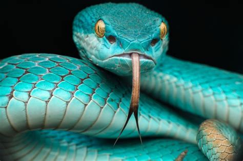 Wallpaper Blue Pit Viper Snake - BEST DARK WALLPAPERS