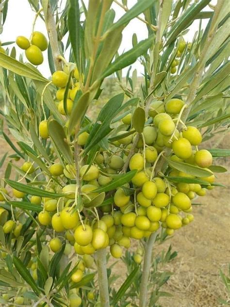 Zaitun Fruit Tree | Olive Plant Home Delivery all Bangladesh