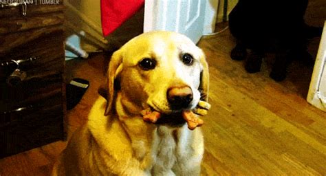 chien drole dog lol funny animal labrador gateaux Image, GIF animé