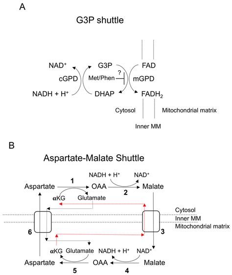 Mitochondrial shuttles. (A) The glycerol-3-phosphate shuttle. cGPD ...