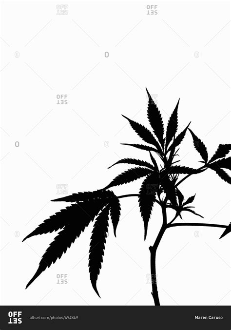 Silhouette of a cannabis plant stock photo - OFFSET