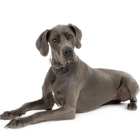 Great Dane Dog Breed » Information, Pictures, & More