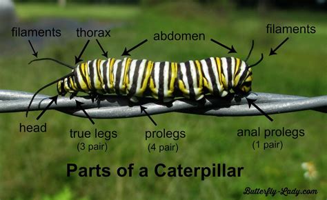 Parts of a Monarch caterpillar. Feel free to copy and use for ...