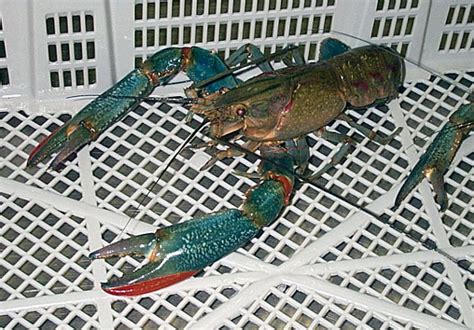 Australian Tropical Foods » Red Claw (Lobster)