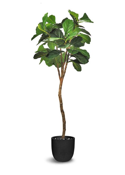 Fiddle Leaf Fig – Le Present